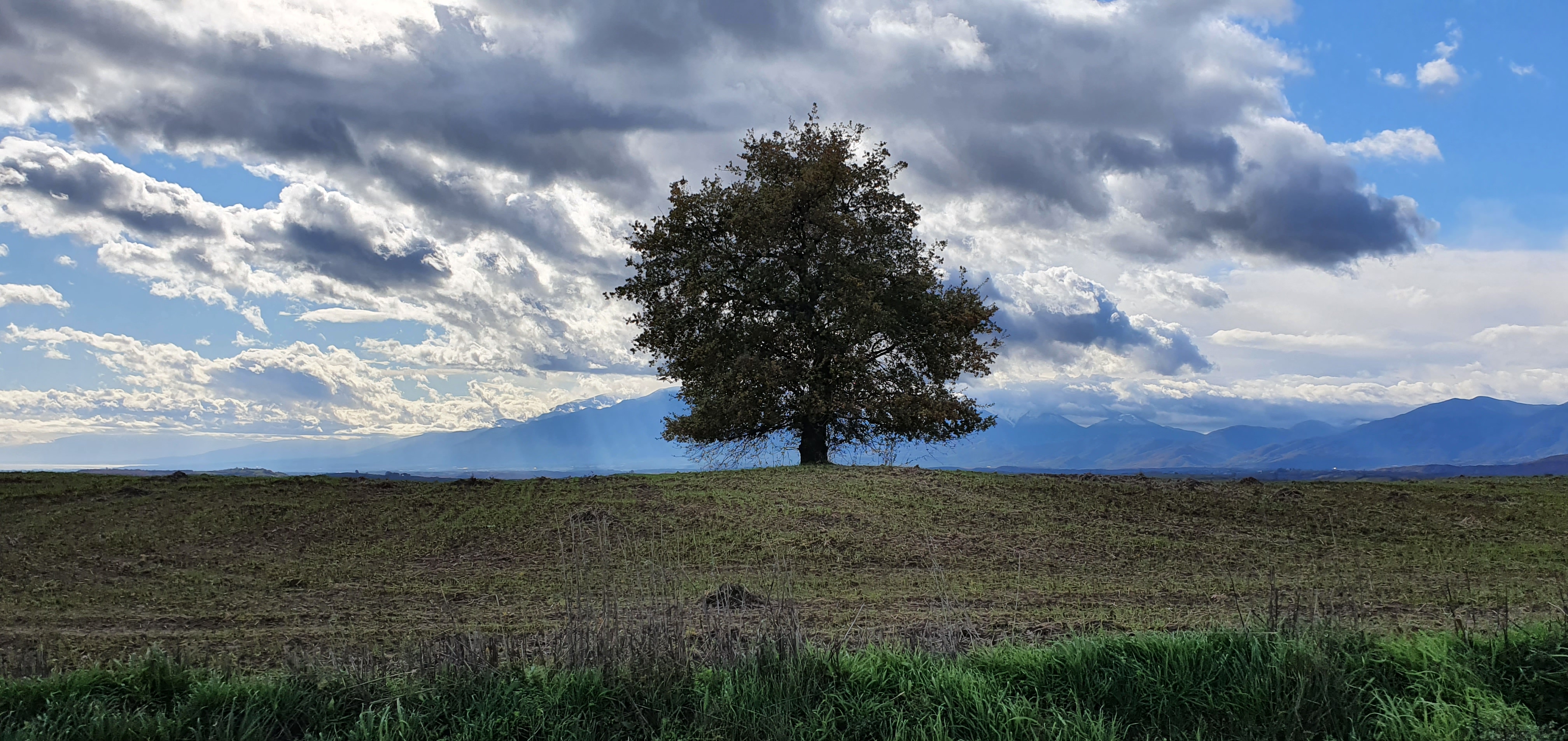 tree homeotech